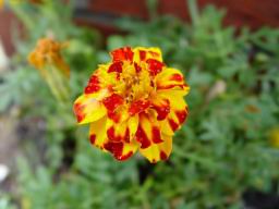 Marigold Mixed closeup.JPG